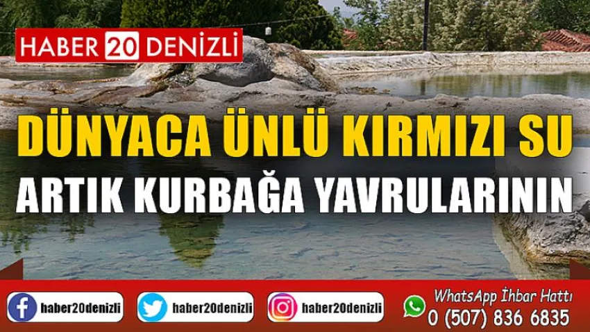 Dünyaca ünlü kırmızı su, artık kurbağa yavrularının