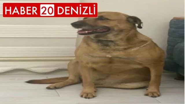Köpeği tüfekle öldüren yaşlı adama 5 yıl 9 ay hapis cezası