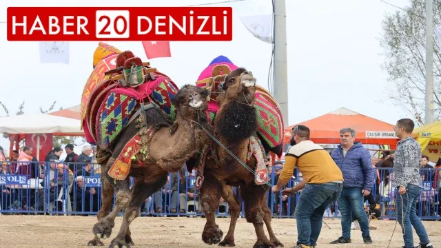 Şampiyon develer kozlarını Tavas arenasında paylaştı