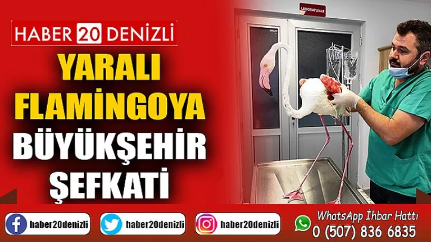 Yaralı flamingoya Büyükşehir şefkati