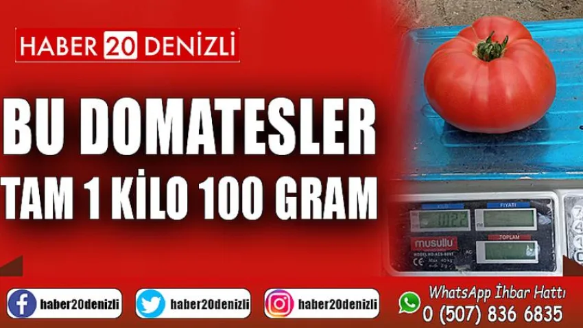 Bu Domatesler Tam 1 Kilo 100 Gram