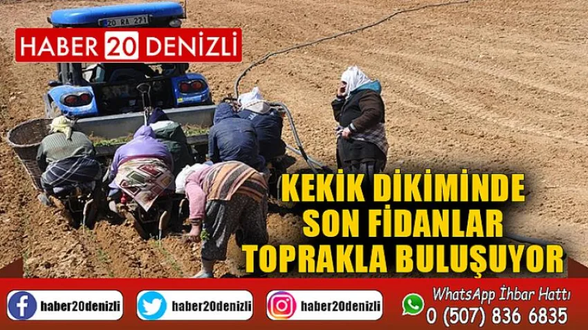 Kekik dikiminde son fidanlar toprakla buluşuyor