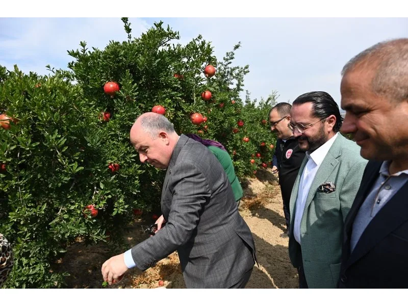 Denizli'de nar hasadı başladı