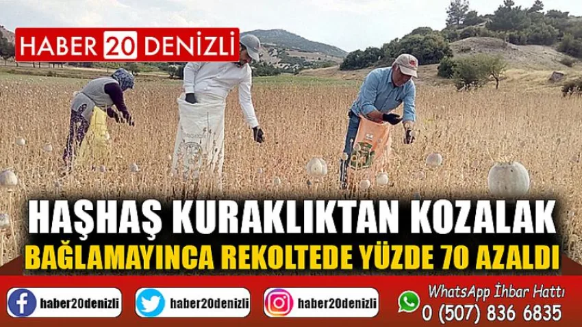 Haşhaş kuraklıktan kozalak bağlamayınca rekoltede yüzde 70 azaldı