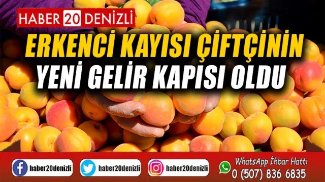 Erkenci kayısı çiftçinin yeni gelir kapısı oldu