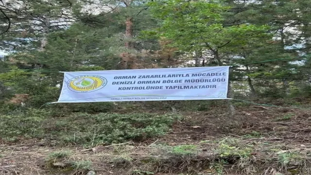 Denizli'de ağaçları kurutan böceklerle mücadele başlatıldı