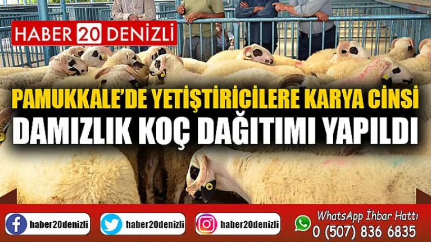 Pamukkale’de Yetiştiricilere Karya Cinsi Damızlık Koç Dağıtımı Yapıldı
