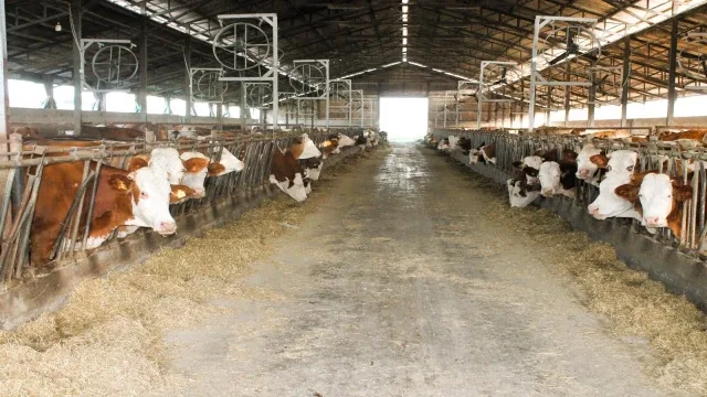 Denizli, Ege Bölgesinin Süt Tedarikçisi