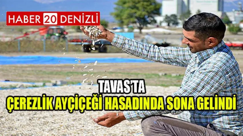 Tavas’ta Çerezlik Ayçiçeği Hasadında Sona Gelindi