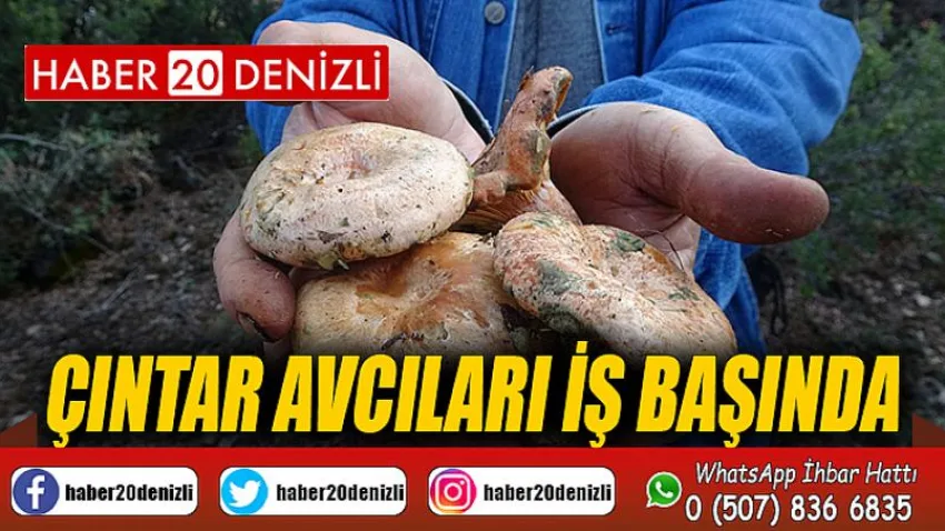 Çıntar avcıları iş başında