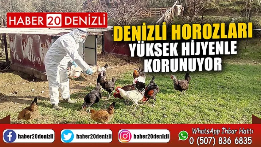 Kentin simgesi Denizli Horozları yüksek hijyenle korunuyor