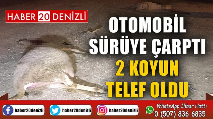 Otomobil sürüye çarptı, 2 koyun telef oldu