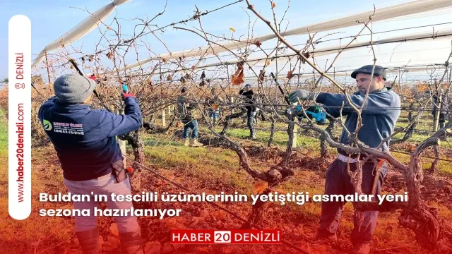 Buldan'ın tescilli üzümlerinin yetiştiği asmalar yeni sezona hazırlanıyor