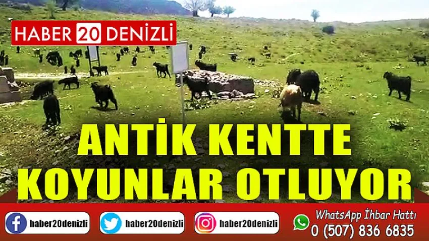 Antik kentte koyunlar otluyor