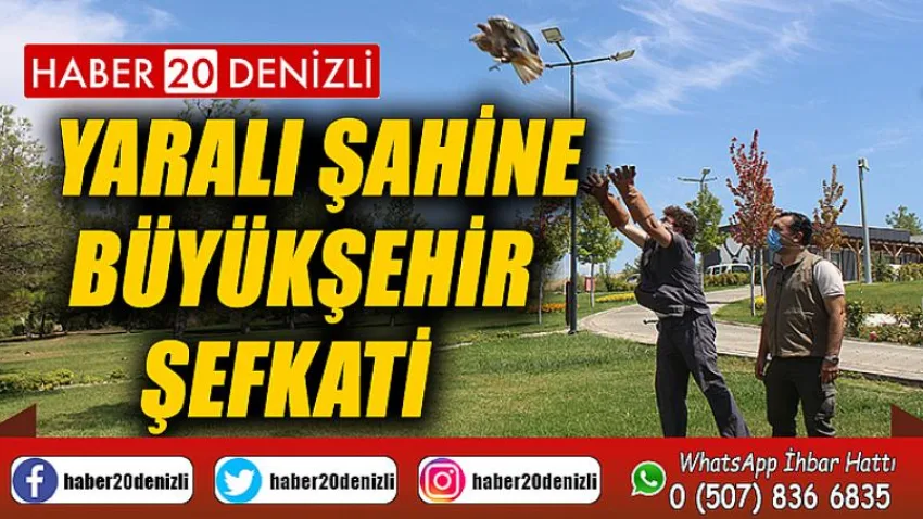 Yaralı şahine Büyükşehir şefkati