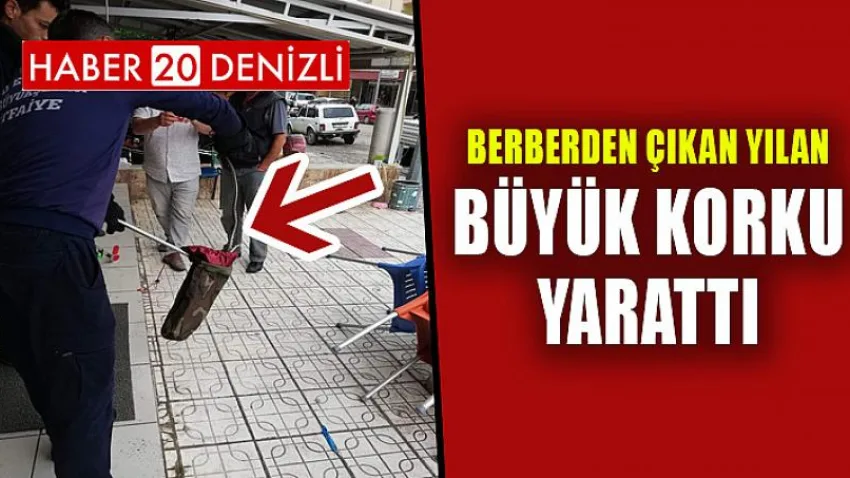 Berberden Çıkan Yılan Büyük Korku Yarattı