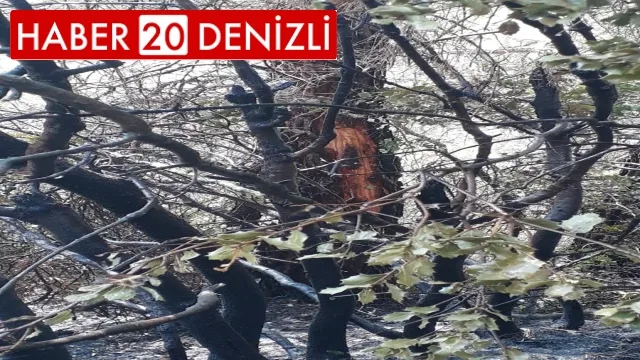 Denizli’de yıldırım yangına neden oldu