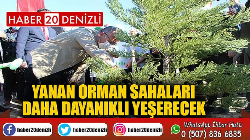 Yanan orman sahaları daha dayanıklı yeşerecek