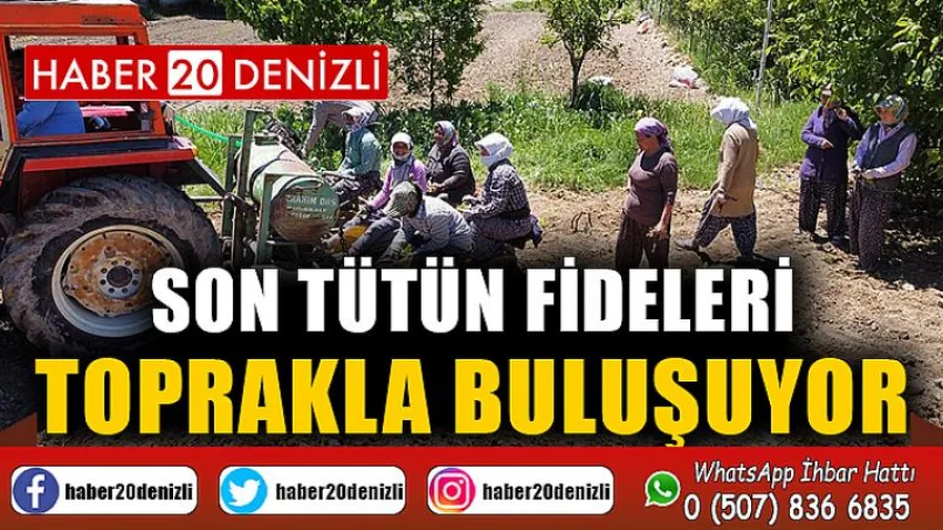 Son tütün fideleri toprakla buluşuyor