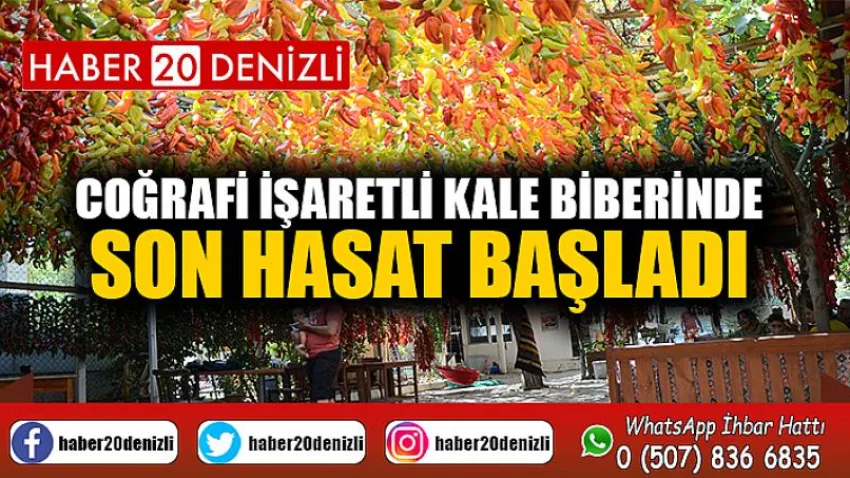 Coğrafi işaretli Kale biberinde son hasat başladı