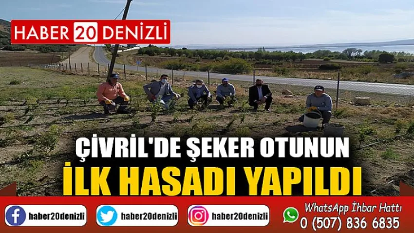 Çivril'de Şeker Otunun İlk Hasadı Yapıldı