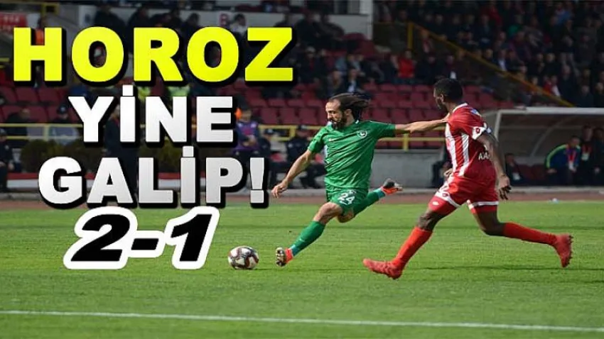 Horoz, Yine Galip !
