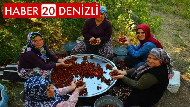 ‘Ölümsüzlük meyvesi’ hünnap yüz güldürüyor