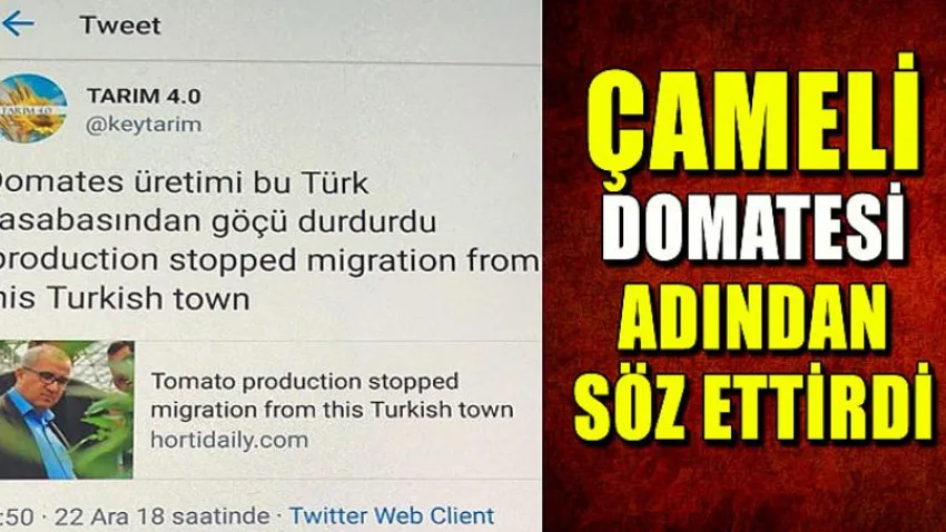 Çameli Domatesi Adından Söz Ettirdi