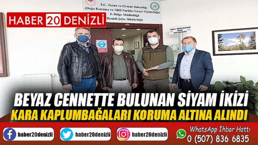 Beyaz cennette bulunan siyam ikizi kara kaplumbağaları koruma altına alındı