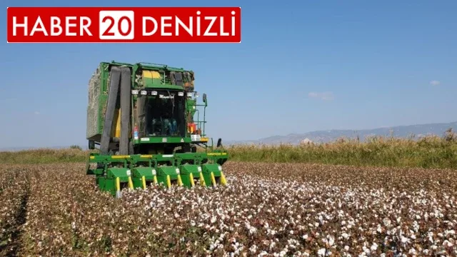 'Beyaz altın'da hasat devam ediyor
