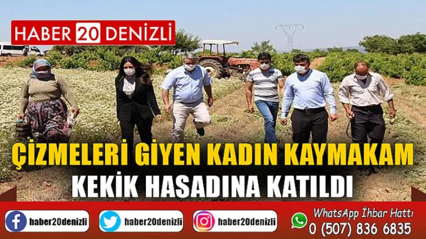 Çizmeleri giyen kadın kaymakam kekik hasadına katıldı