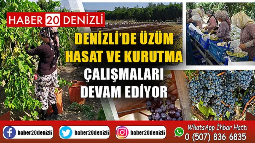 Denizli’de Üzüm Hasat ve Kurutma Çalışmaları Devam Ediyor