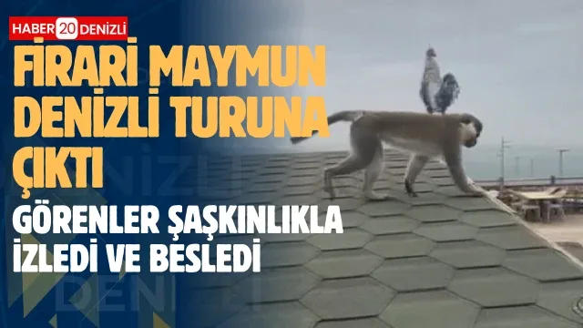 Firari maymun Denizli turuna çıktı