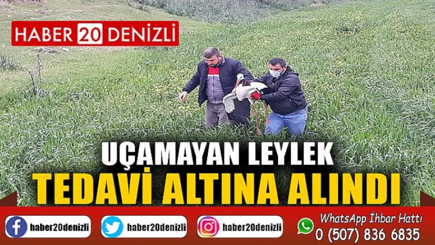 Uçamayan leylek tedavi altına alındı