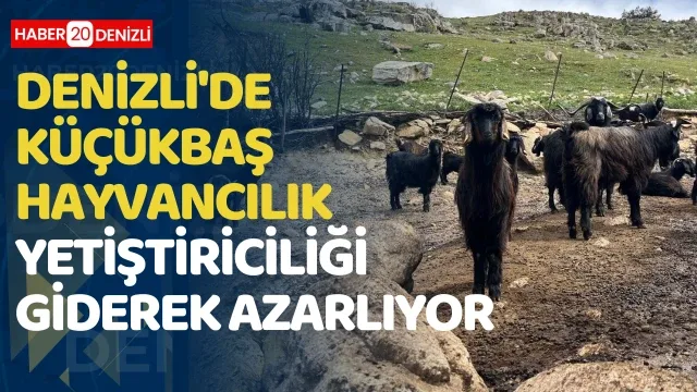 Denizli'de küçük baş yetİştİrİcİlİğİ gİderek azarlıyor