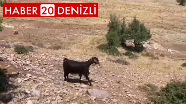 Teknolojik çoban sürüye saldıran kurdu dronla adım adım takip etti