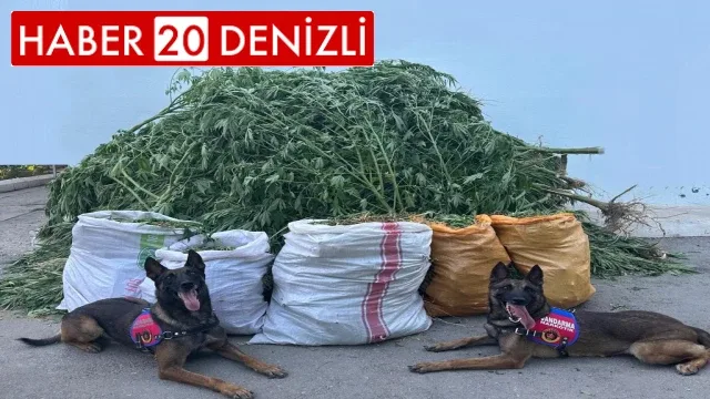 Denizli’de 72 kilo kubar esrar ve 360 kök kenevir ele geçirildi