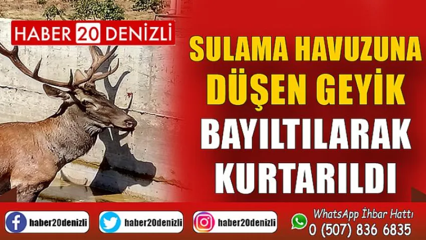 Sulama havuzuna düşen geyik bayıltılarak kurtarıldı