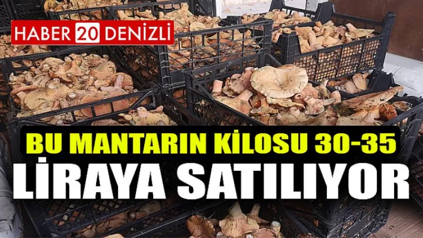 Bu Mantarın Kilosu 30-35 Liraya Satılıyor