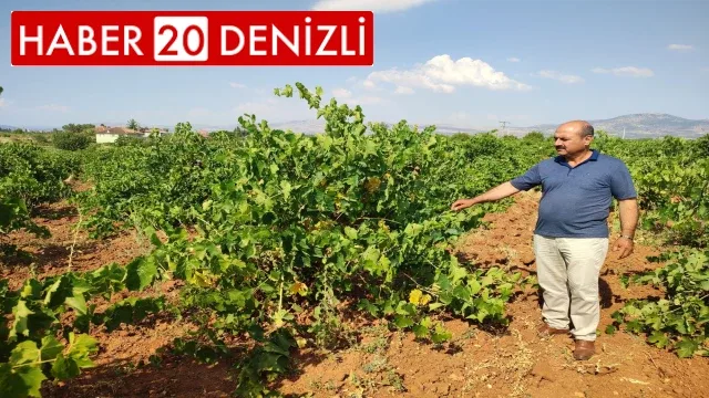 Çal karasında hasat devam ediyor