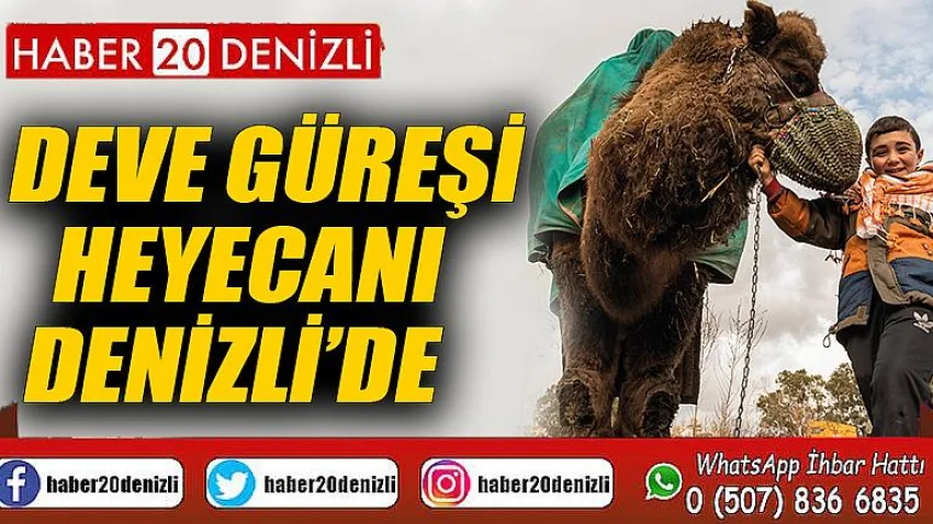 Deve güreşi heyecanı Denizli’de