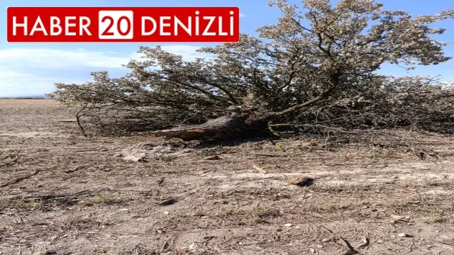 Yıldırım düşen asırlık ağaç paramparça oldu