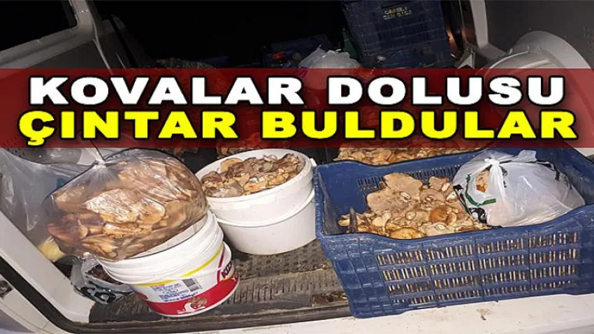 Kovalar Dolusu Çıntar Buldular