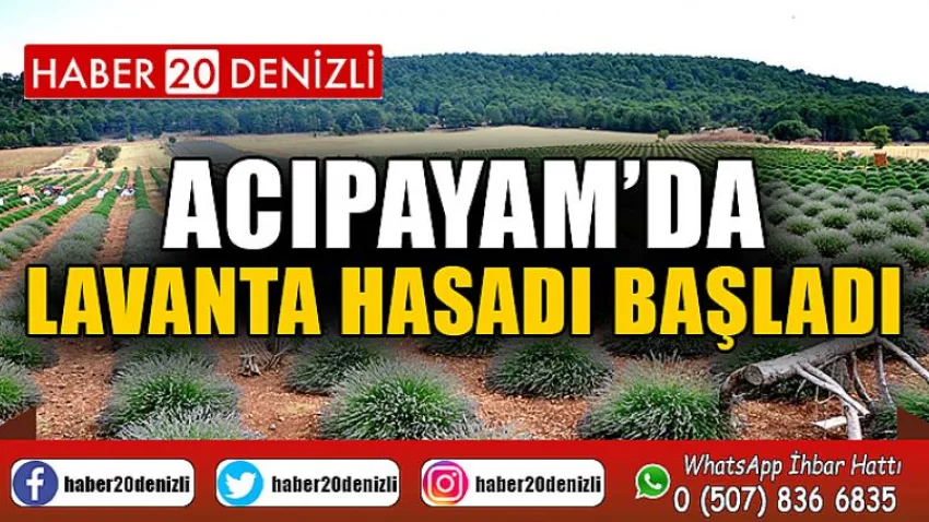 Acıpayam’da Lavanta Hasadı Başladı