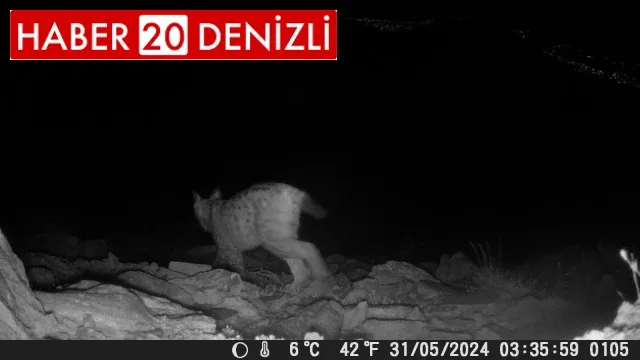 Denizli'nin dağlarında belgeseli aratmayan görüntüler