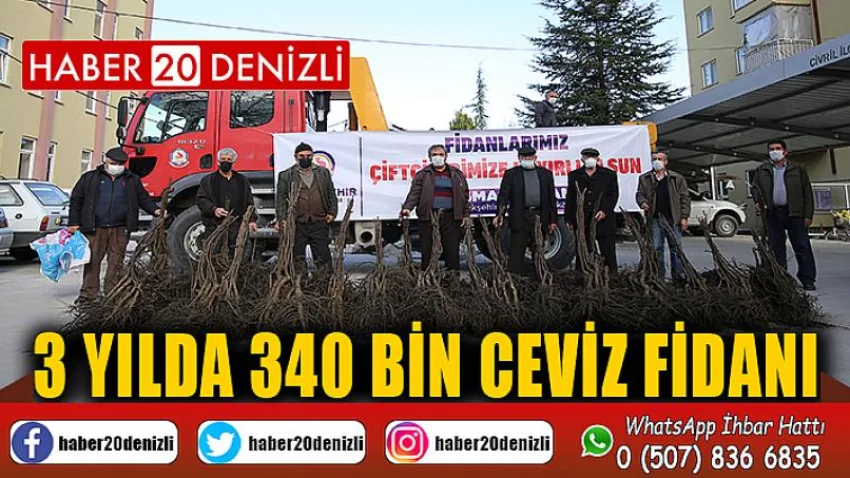 3 yılda 340 bin ceviz fidanı
