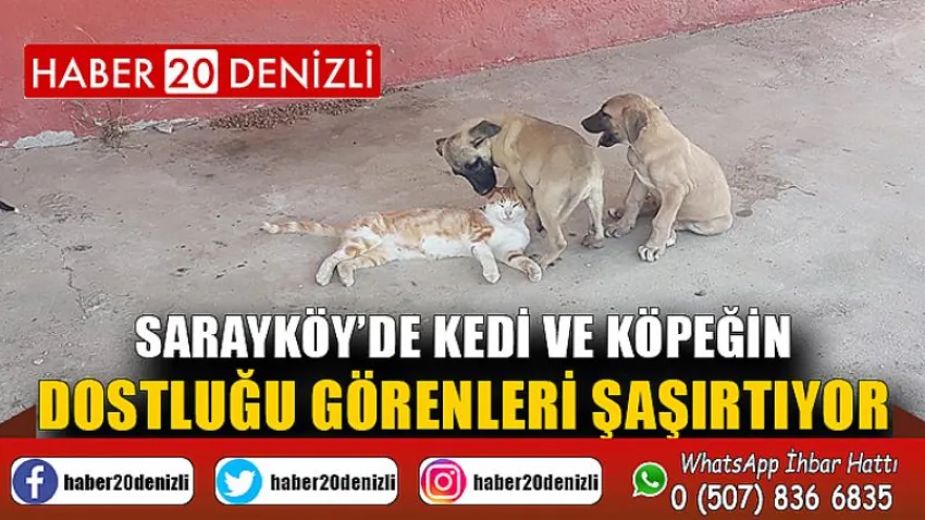 Sarayköy’de kedi ve köpeğin dostluğu görenleri şaşırtıyor