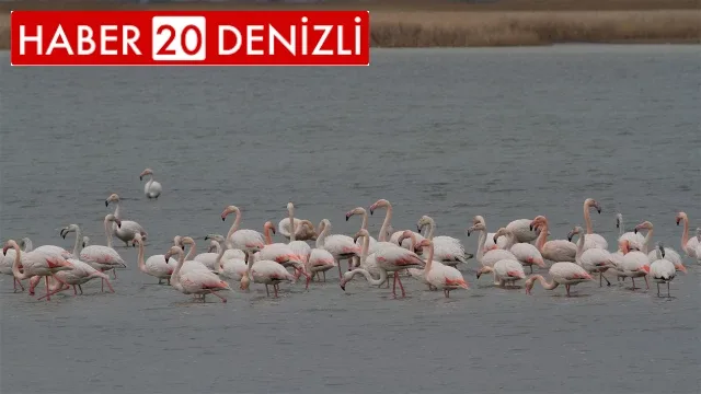 Denizli’de 33 farklı türde 29 bin 794 kuş sayıldı