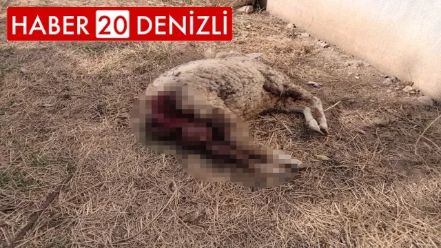 Sokak köpekleri koyunu telef etti