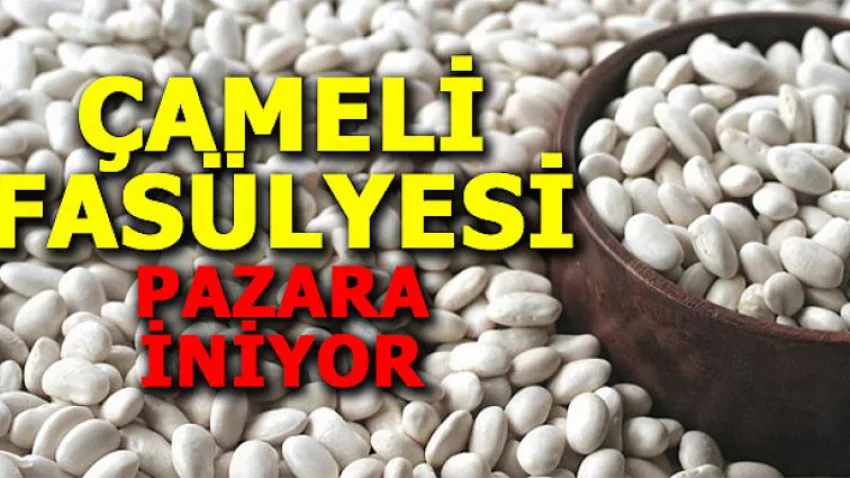 Çameli Fasülyesi Pazara İniyor
